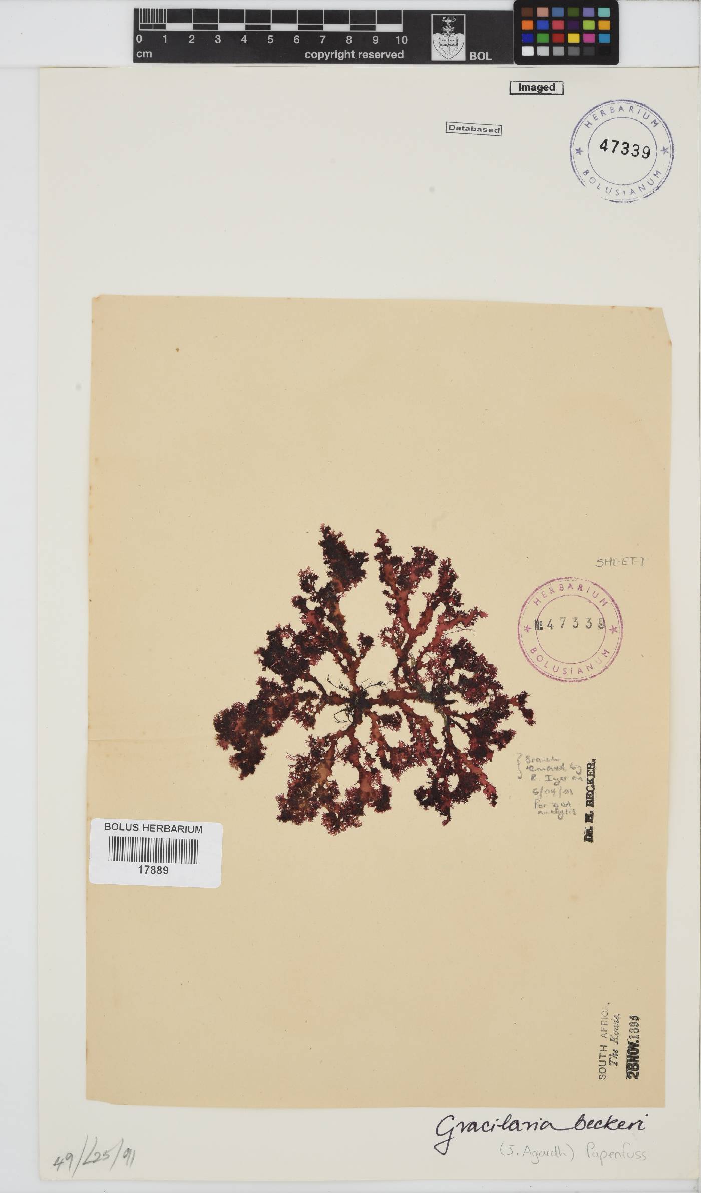 Gracilaria image