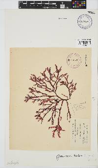 Gracilaria beckeri image