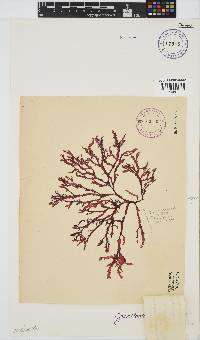 Gracilaria beckeri image