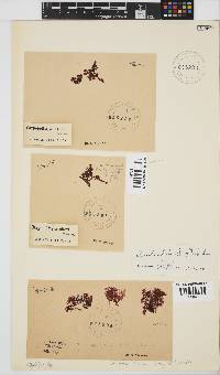 Gracilaria beckeri image