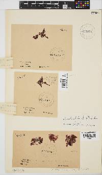 Gracilaria beckeri image