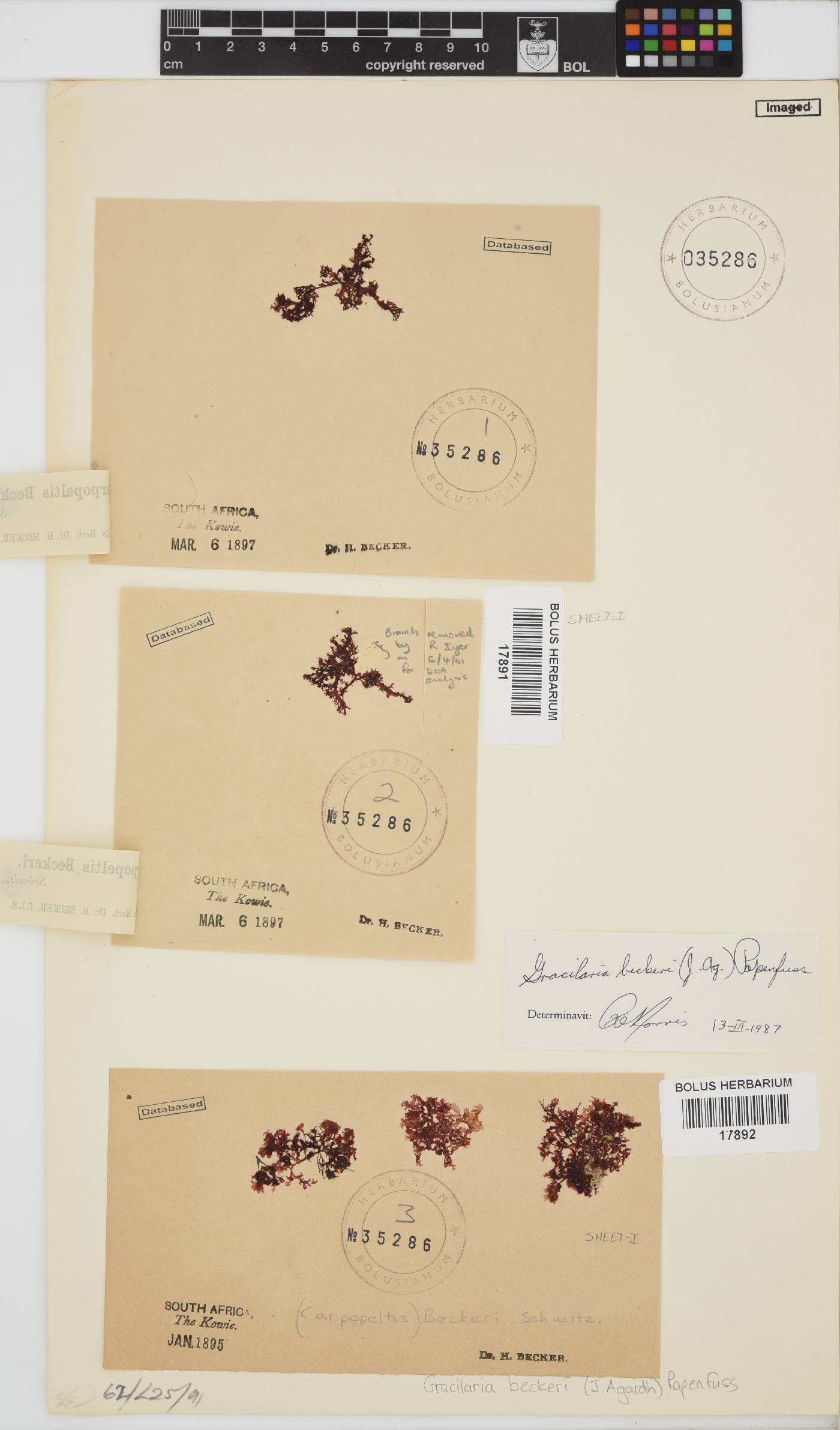 Gracilaria beckeri image
