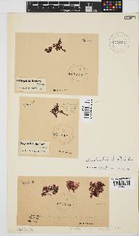 Gracilaria beckeri image