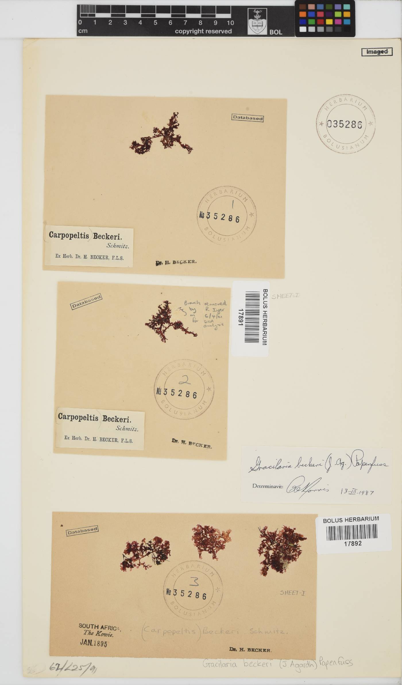 Gracilaria beckeri image