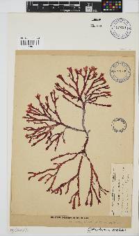 Gracilaria beckeri image