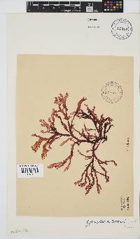 Gracilaria beckeri image