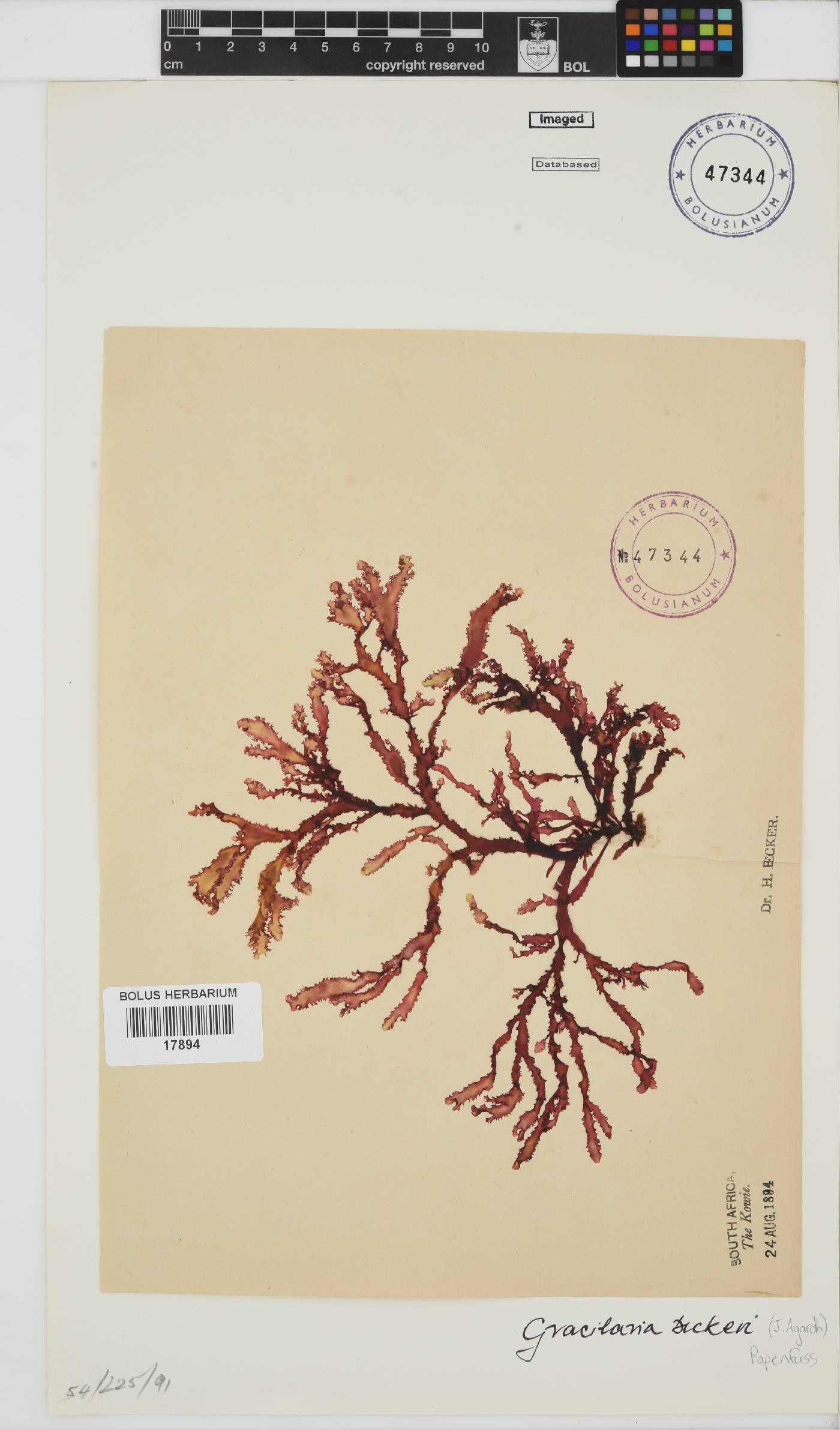 Gracilaria beckeri image