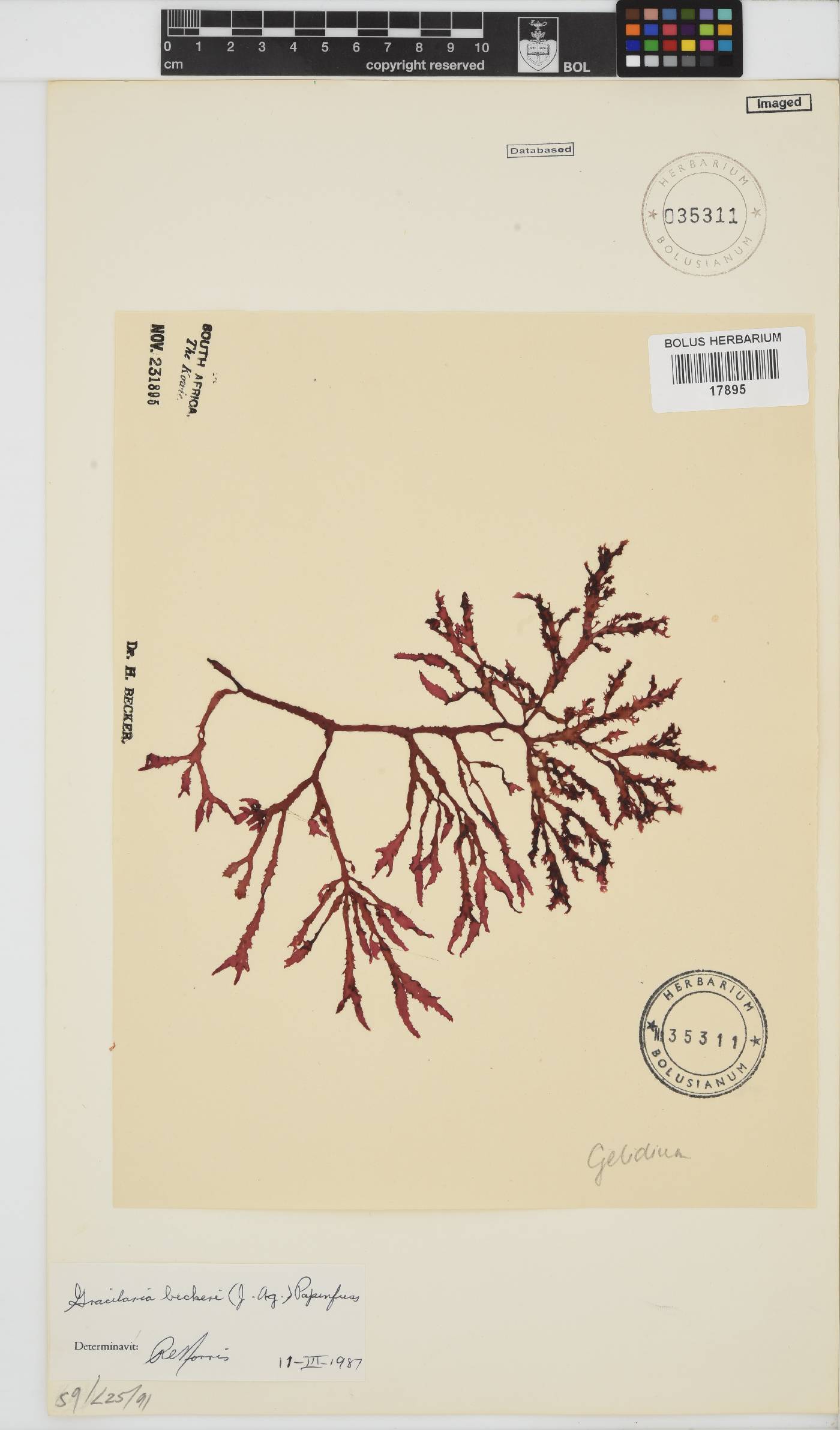 Gracilaria beckeri image
