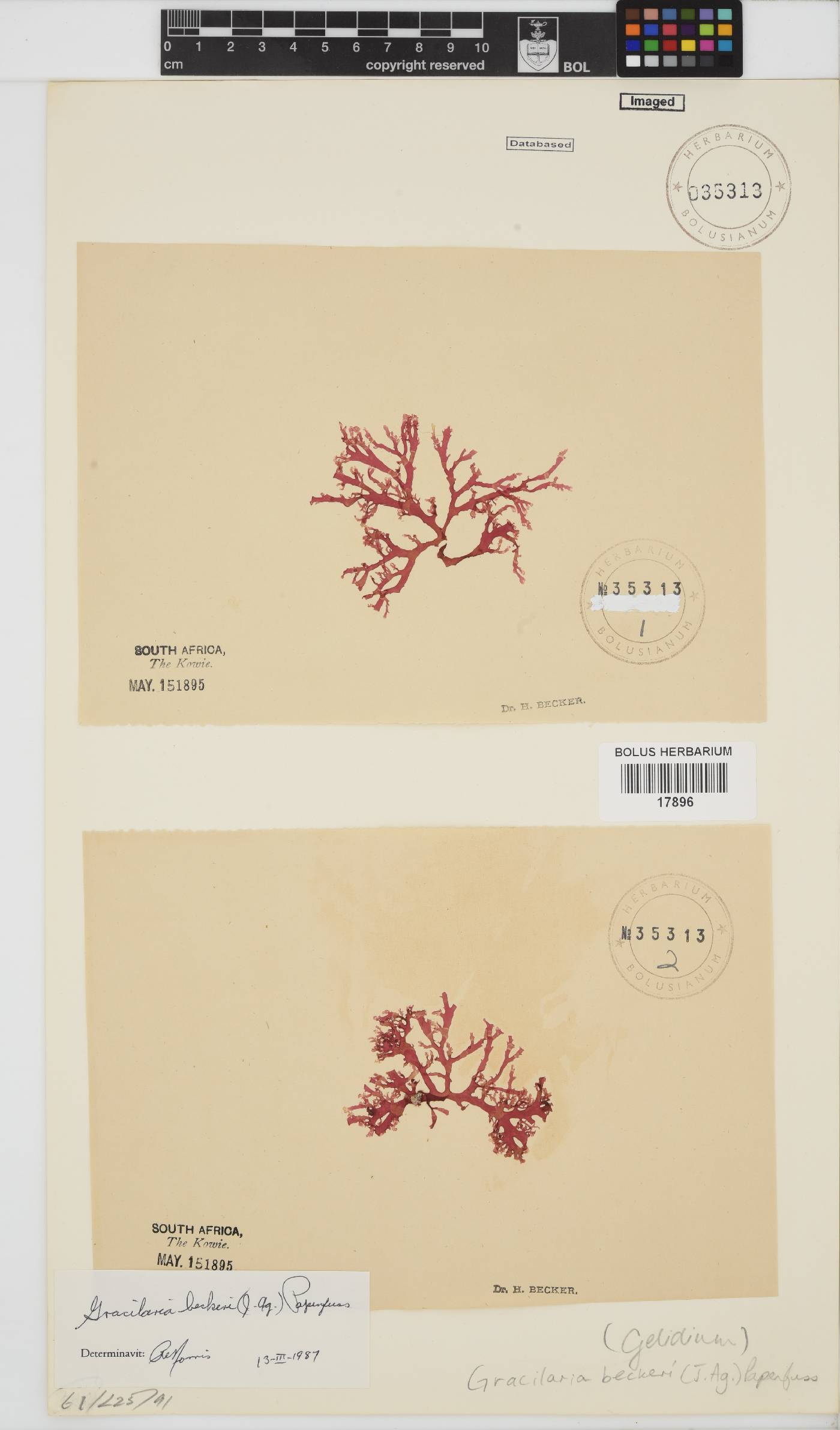 Gracilaria beckeri image