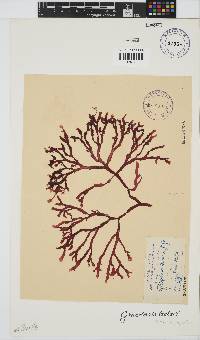 Gracilaria beckeri image