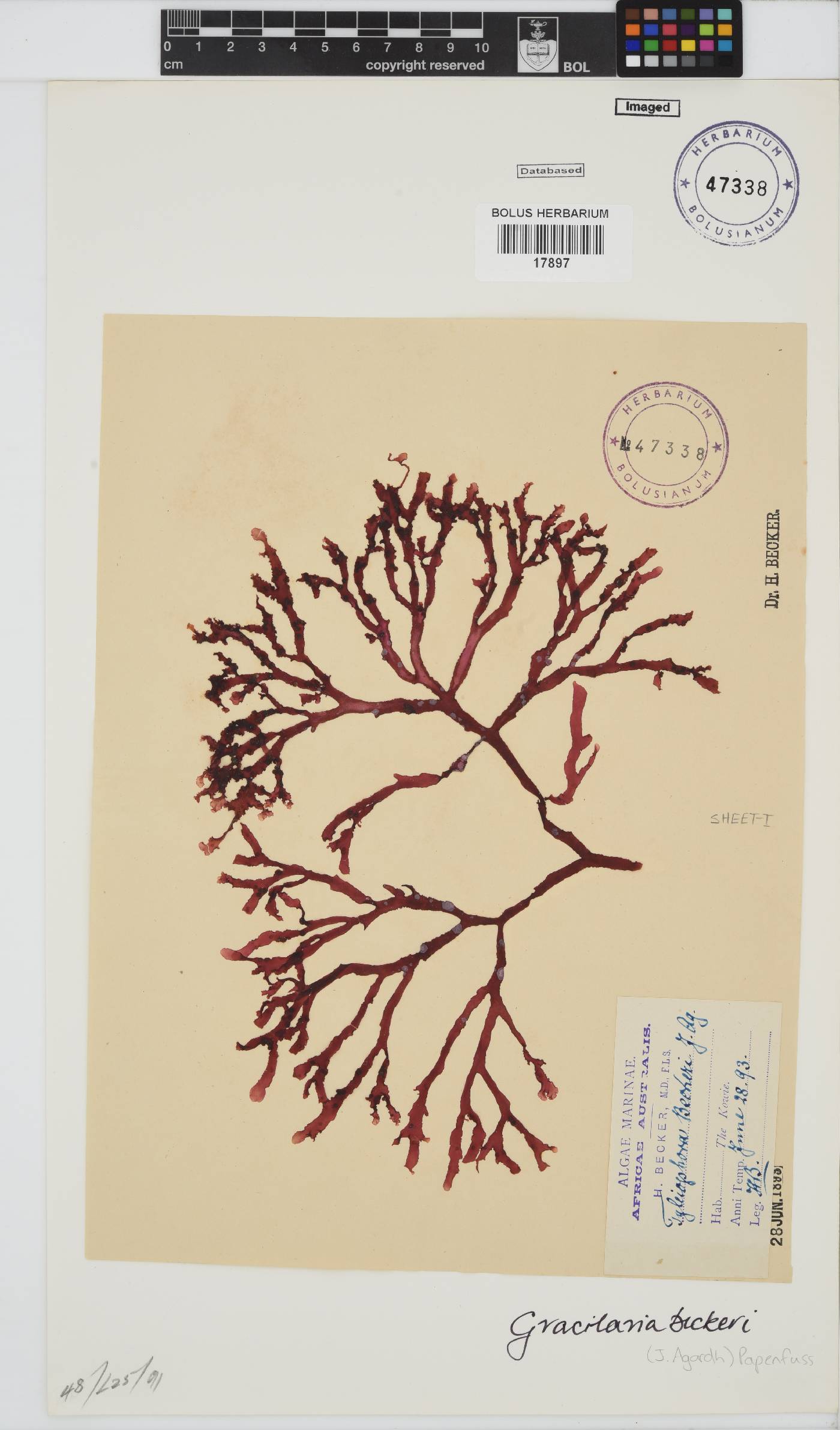 Gracilaria image