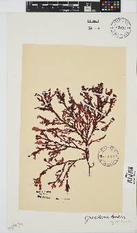 Gracilaria beckeri image