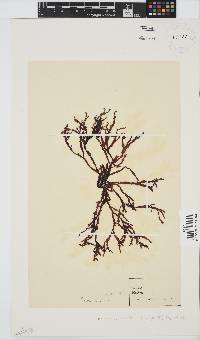 Gracilaria beckeri image