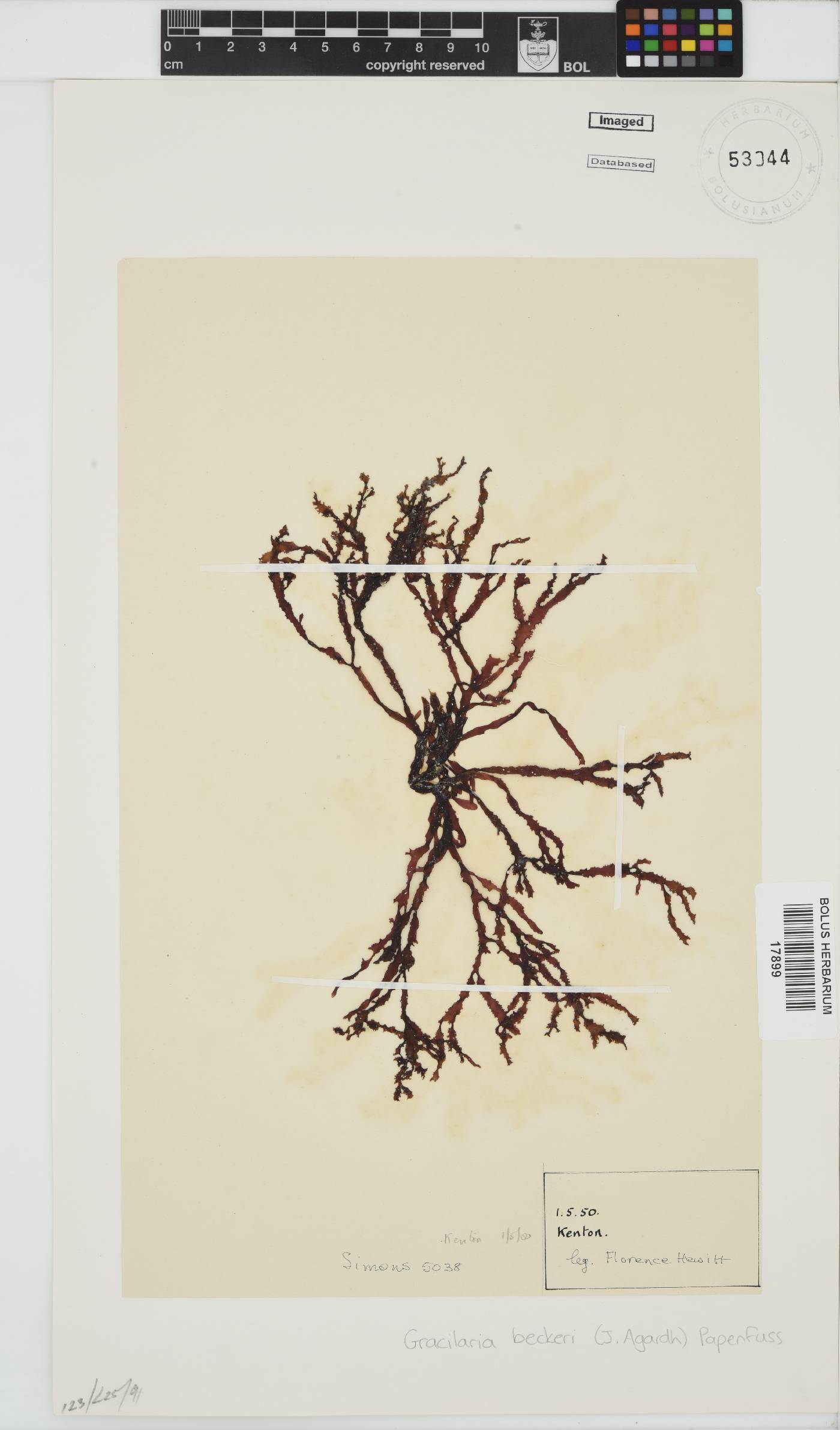 Gracilaria beckeri image