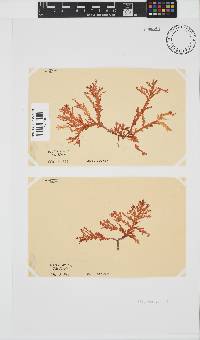 Plocamium suhrii image