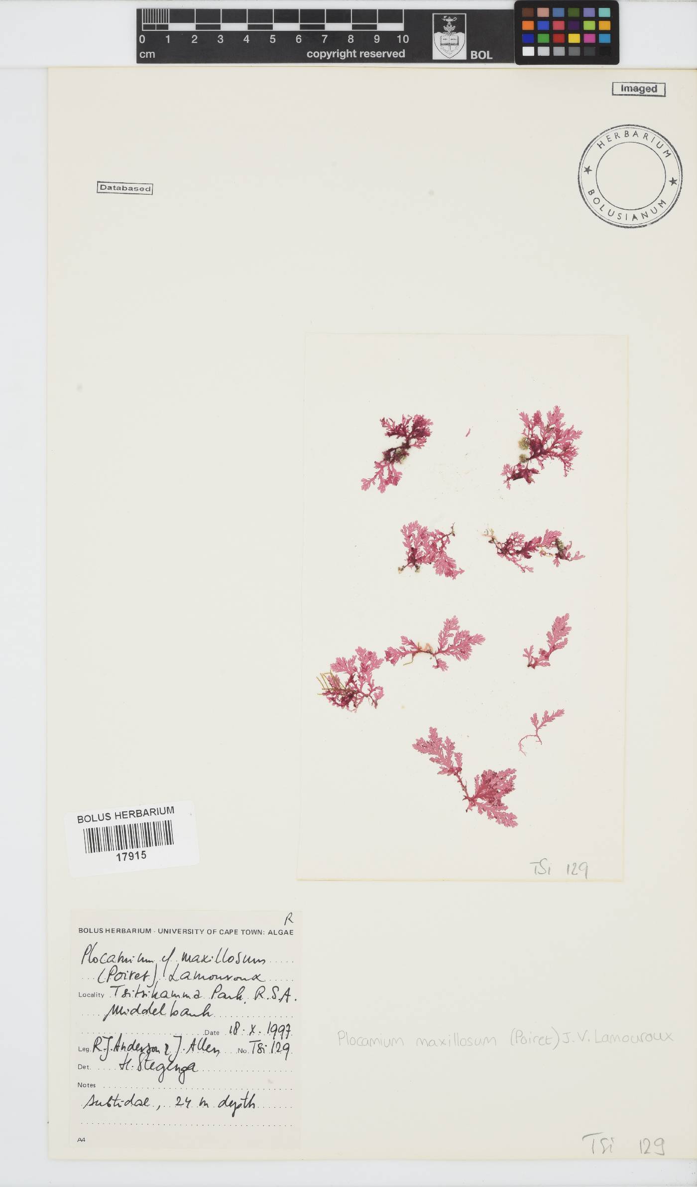 Plocamium maxillosum image