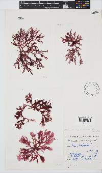 Plocamium maxillosum image