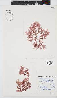 Plocamium maxillosum image