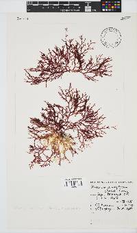 Plocamium maxillosum image