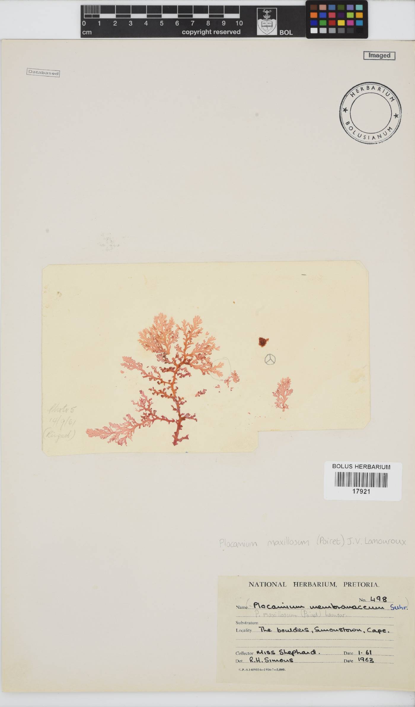 Plocamium image