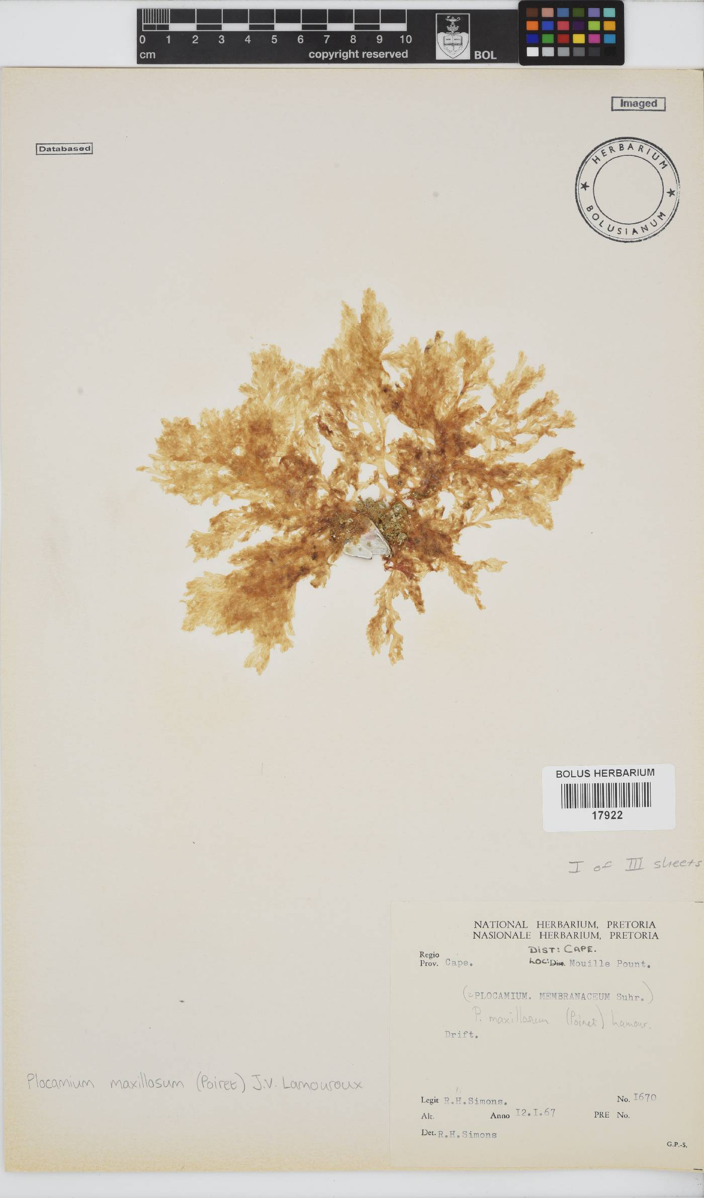 Plocamium maxillosum image