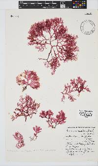 Plocamium maxillosum image