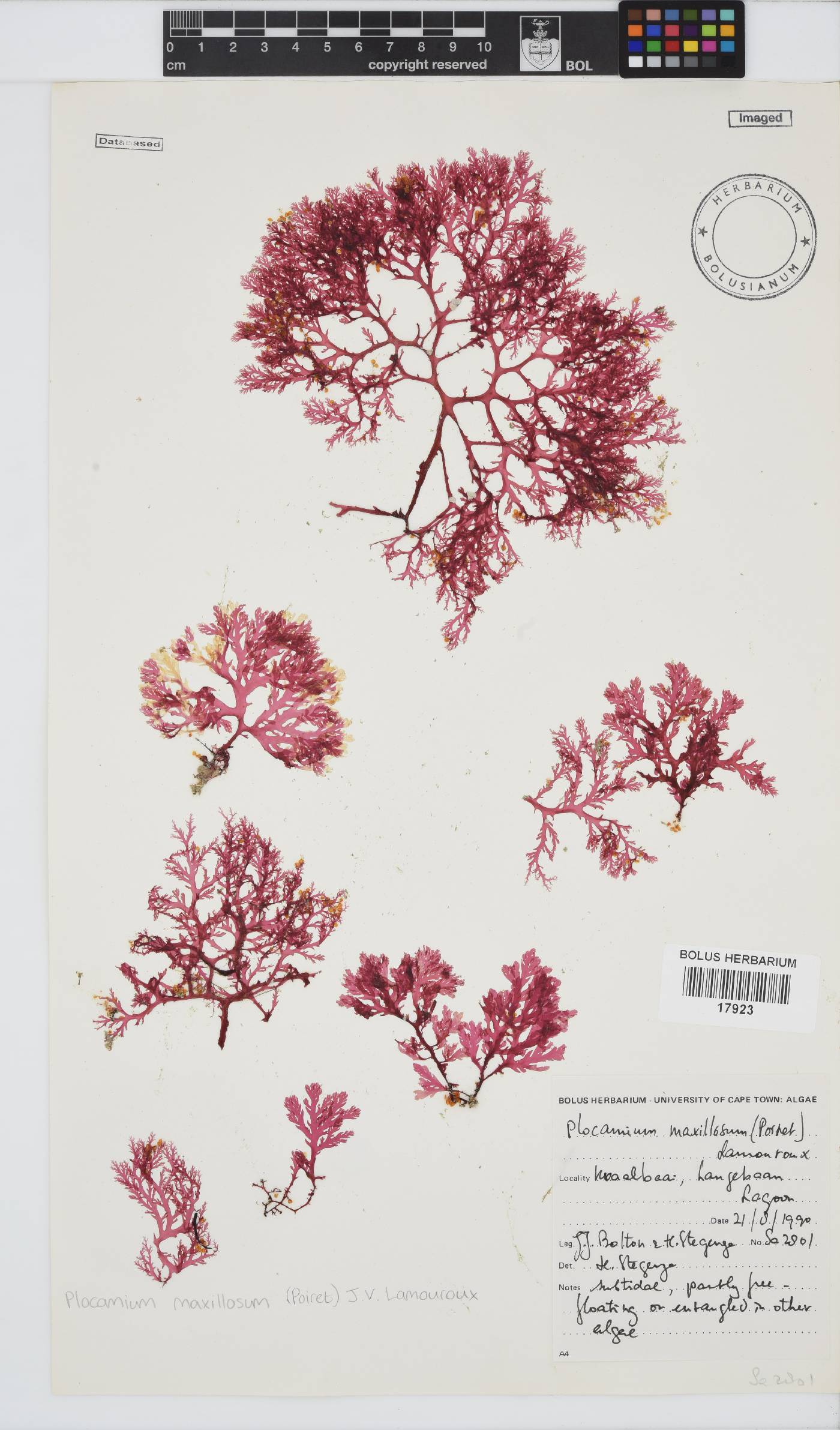 Plocamium maxillosum image