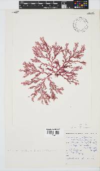 Plocamium maxillosum image