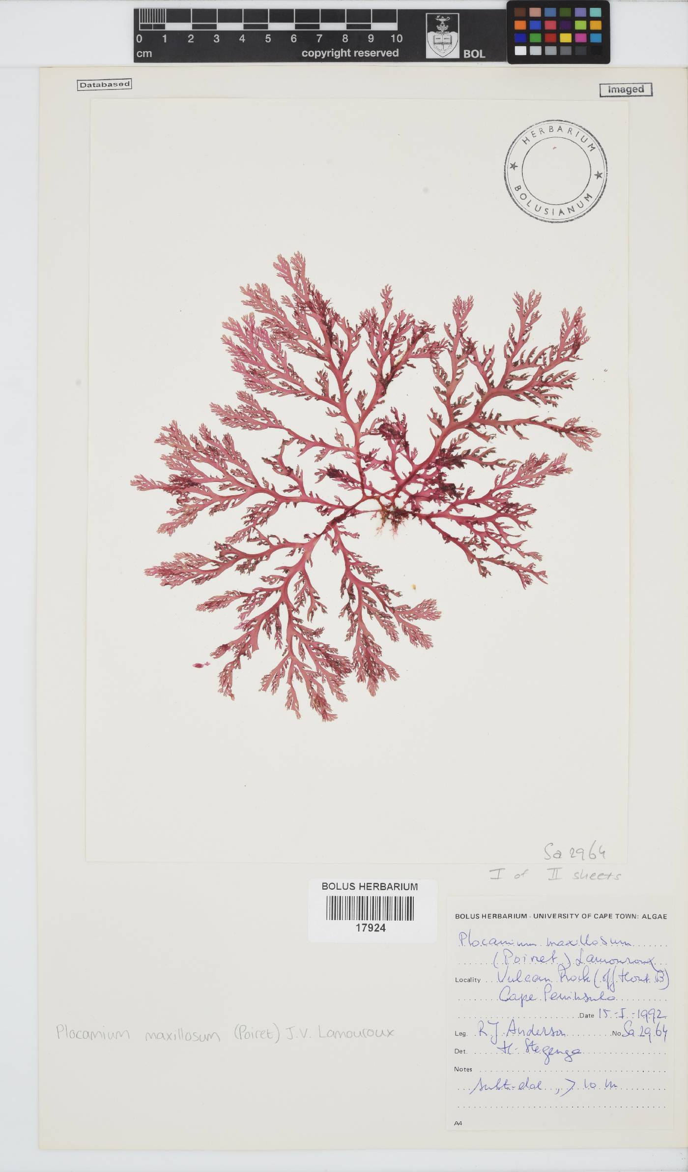 Plocamium maxillosum image