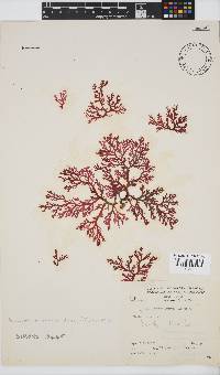 Plocamium maxillosum image
