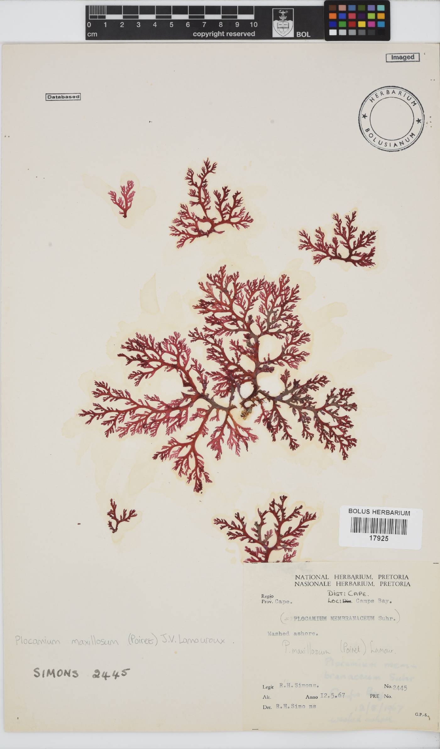 Plocamium maxillosum image