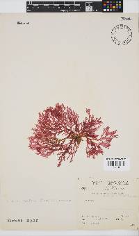 Plocamium maxillosum image