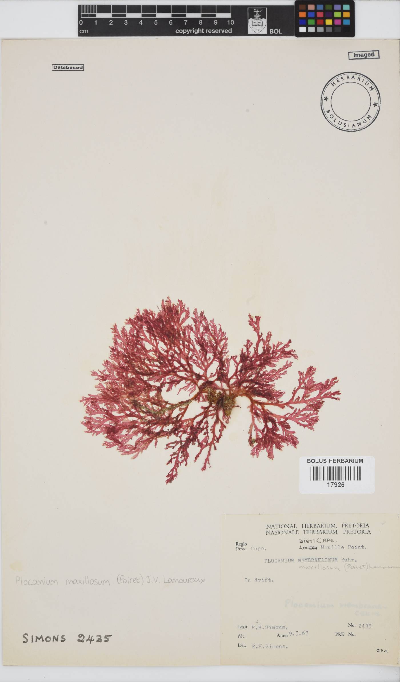 Plocamium maxillosum image