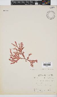 Plocamium maxillosum image