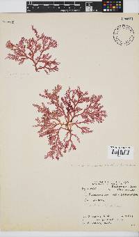 Plocamium maxillosum image