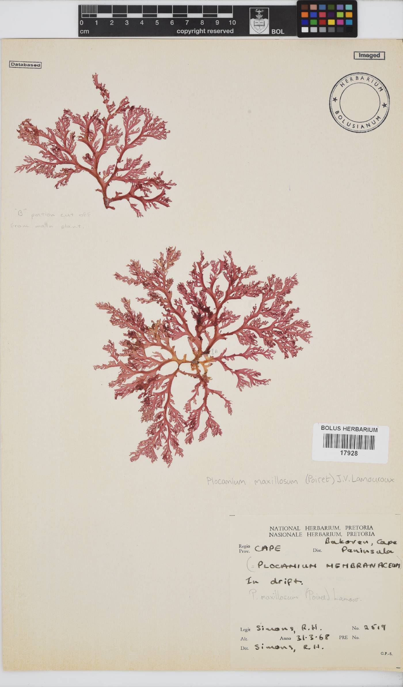 Plocamium maxillosum image