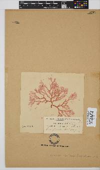 Plocamium maxillosum image