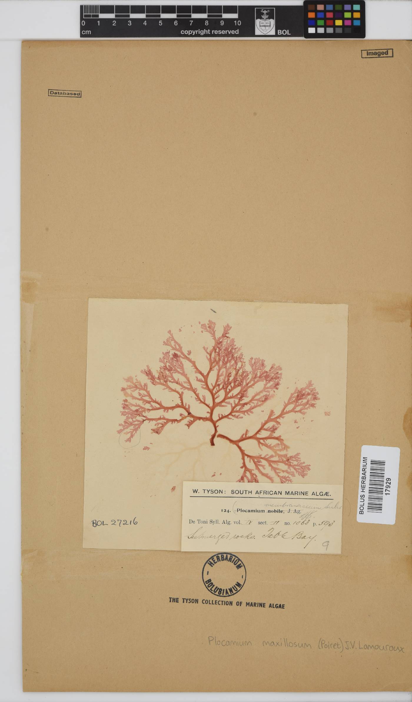 Plocamium maxillosum image