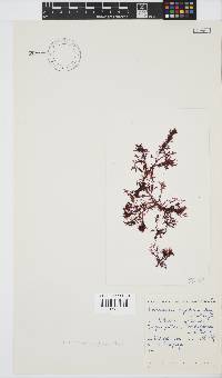 Plocamium rigidum image