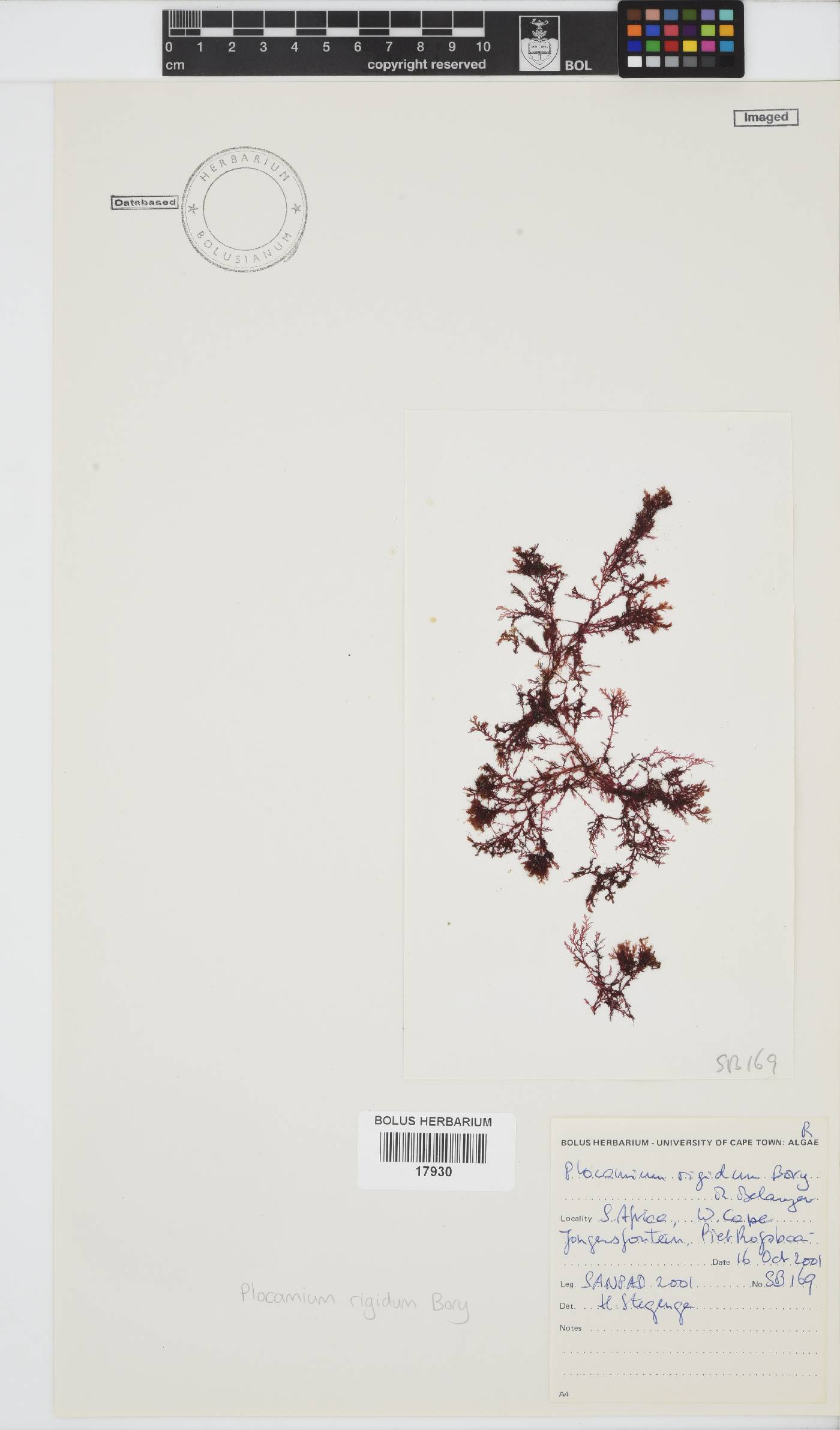 Plocamium image