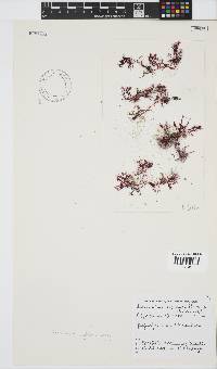 Plocamium rigidum image