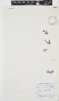 Plocamium rigidum image