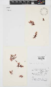 Plocamium rigidum image
