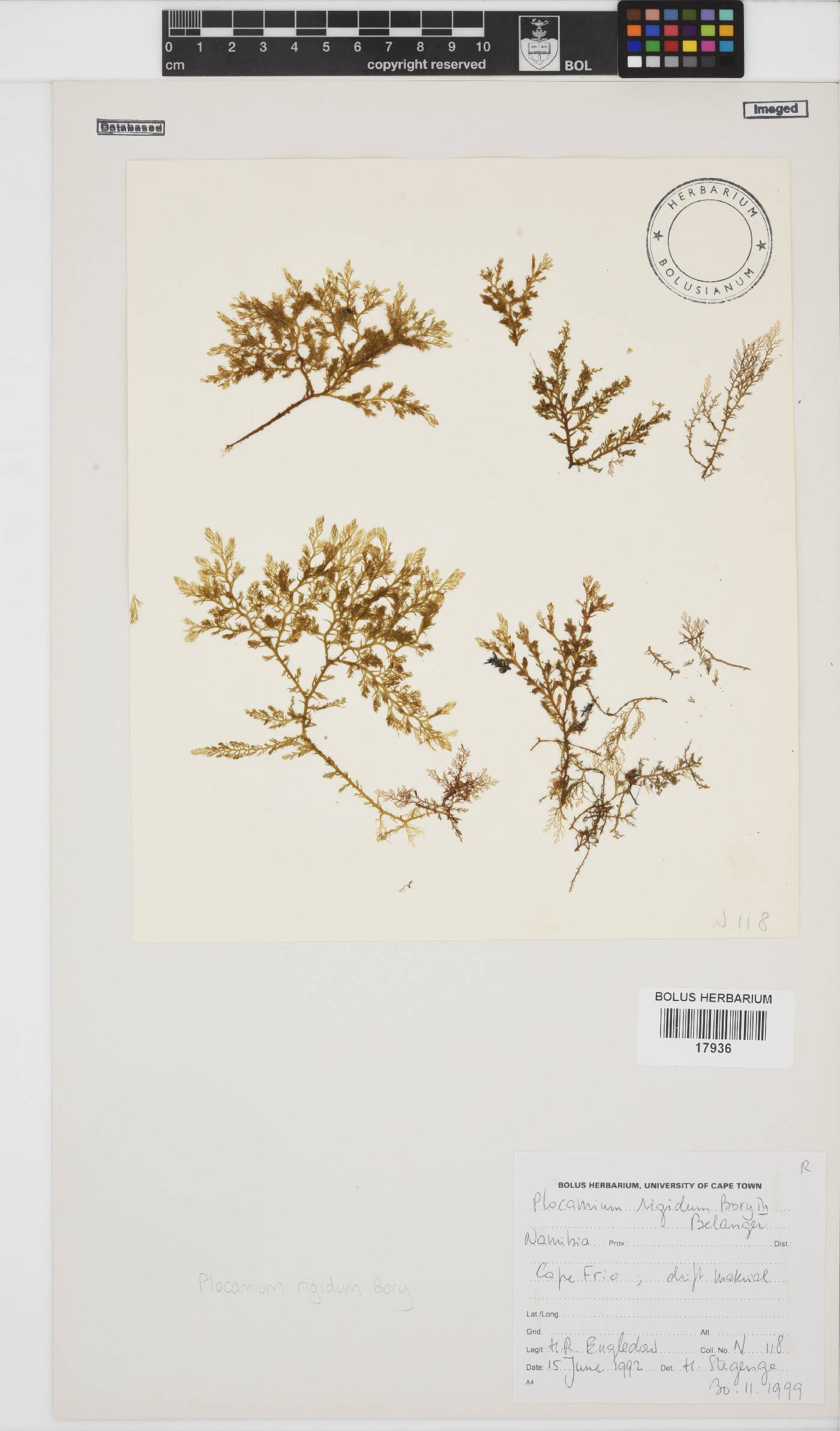 Plocamium rigidum image