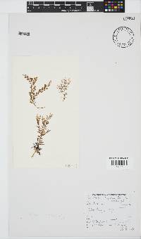 Plocamium rigidum image