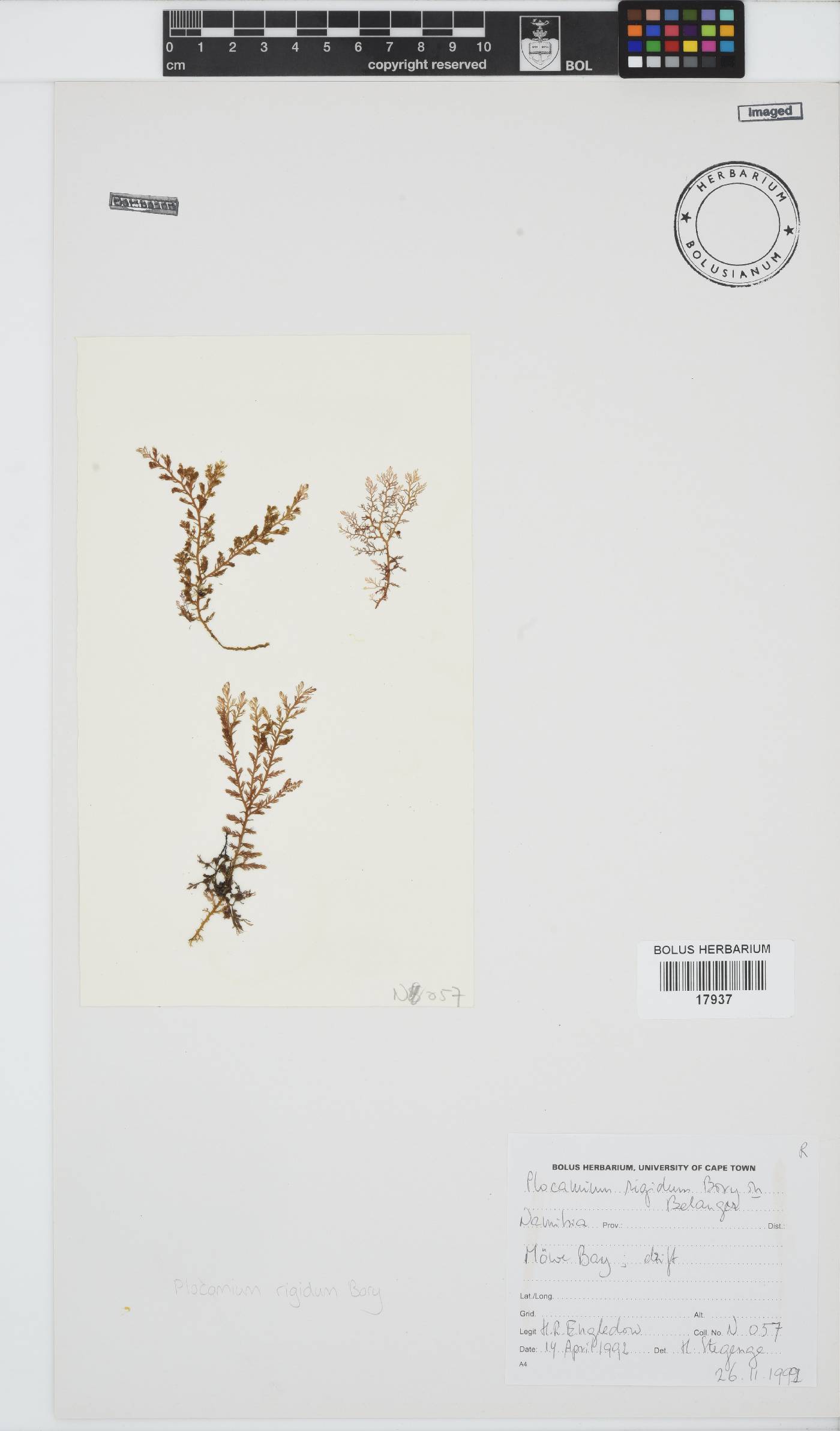 Plocamium rigidum image
