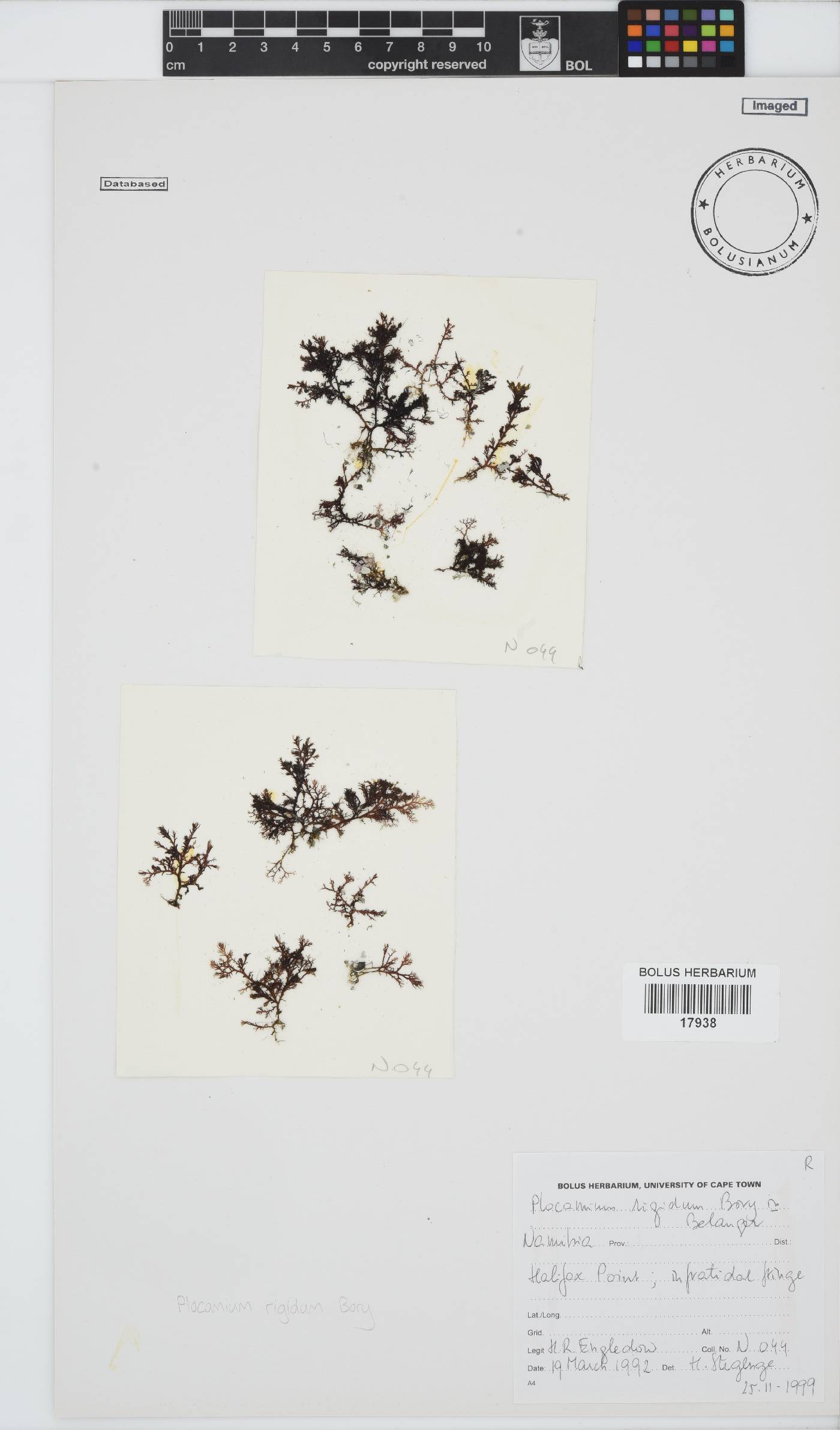 Plocamium rigidum image