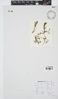 Plocamium rigidum image