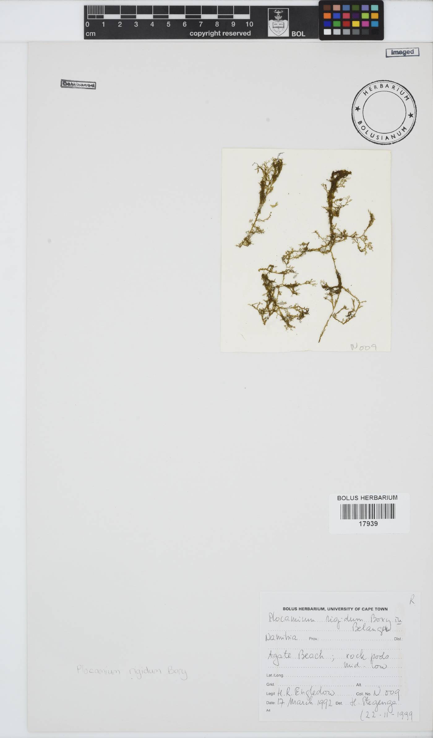Plocamium rigidum image