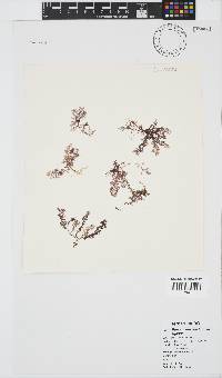 Plocamium rigidum image